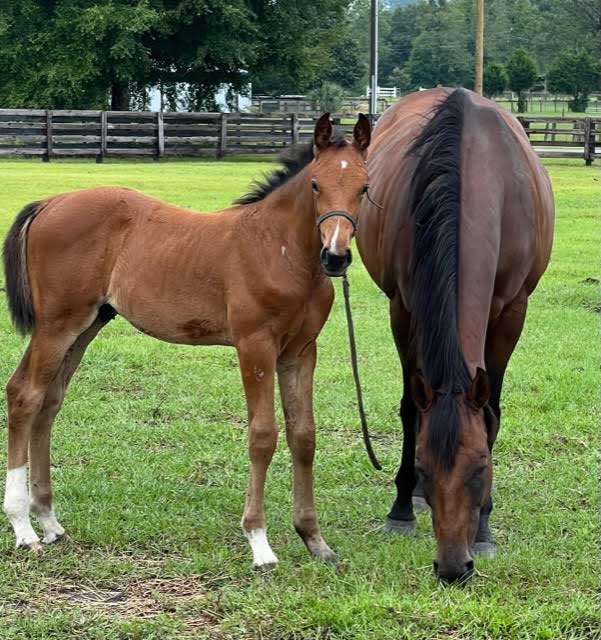 Mare and foal grazing on an Ocala area horse farm